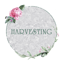 Beth Corder | Galvanized Gardens: Harvesting